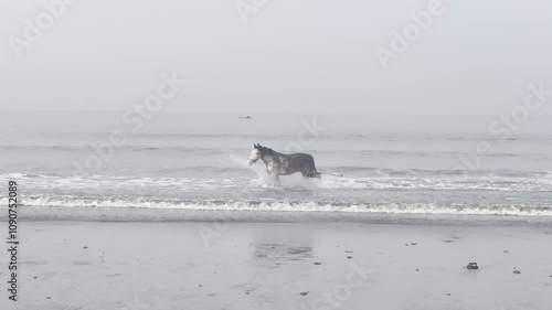 Horse on the beach