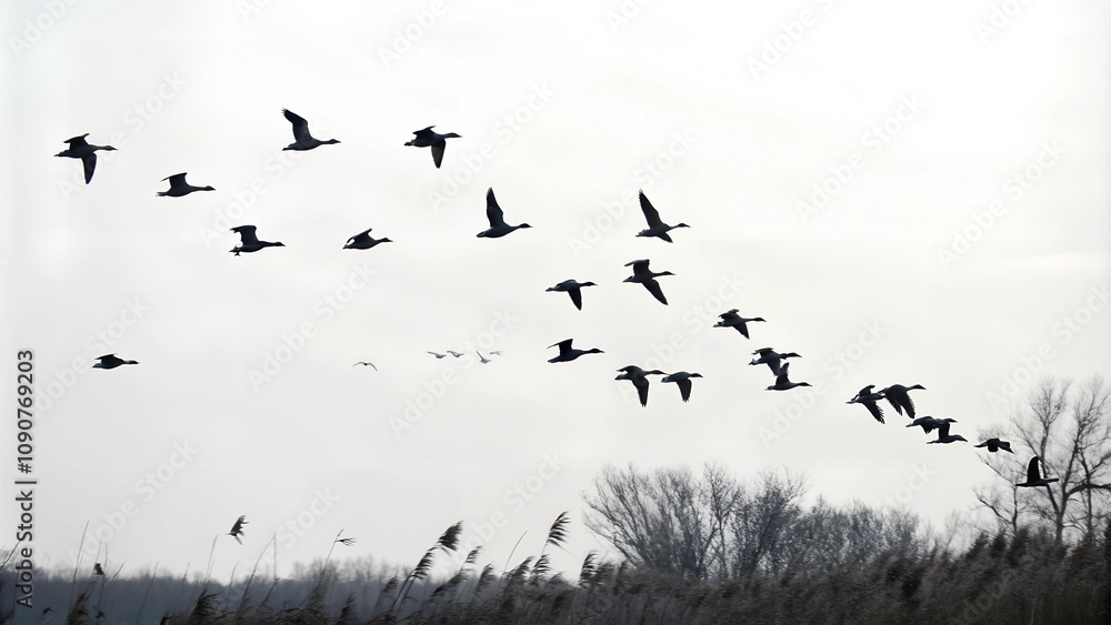 Obraz premium The silhouette of a flock of birds in the distance looks like dark shadows flying in mid-air