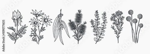 Hand drawn Australian native flowers collection