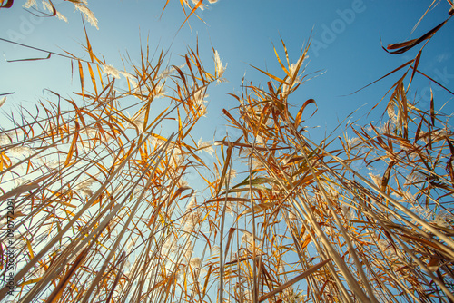 Fotografia yellow reeds on the background of the blue sky. bottom view