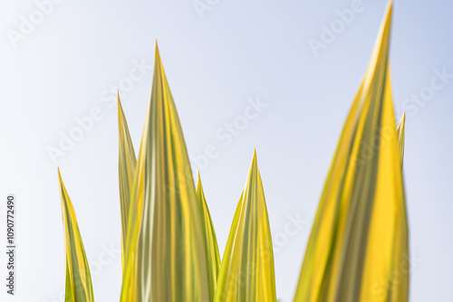 Vibrant Yellow and Green Leaves Against Clear Sky Background