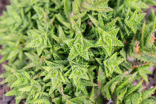 Close-up of Aloe Juvenna Showing Leaf Texture and Color photo