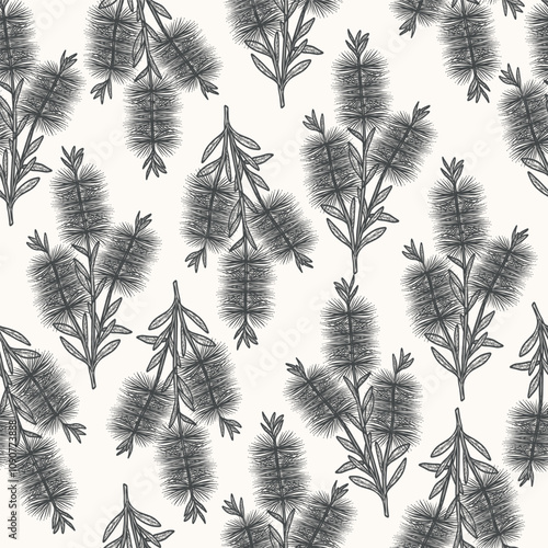 Hand drawn bottlebrush flower seamless pattern. Australian native plant