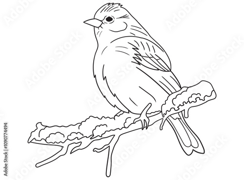 Black and white bird illustration perfect for coloring books, adult coloring pages, or creative art projects. Features intricate details and nature-inspired design photo