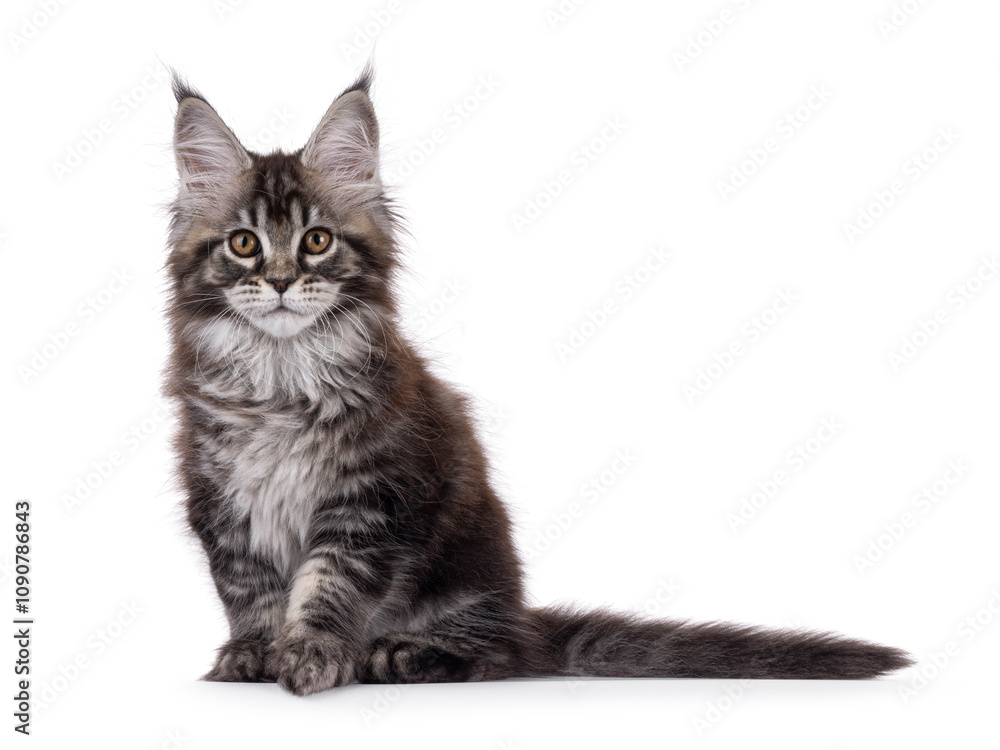 Fototapeta premium Adorable black tabby Maine Coon cat kitten, sitting up side ways. Looking straight to camera. Isolated on a white background.