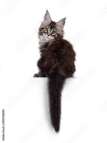 Adorable black tabby Maine Coon cat kitten, sitting backwards on edge. Looking over shoulder to camera. Isolated on a white background.