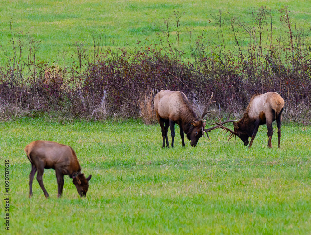 Two bull elk fighting with their antlers locked together in shows of strength Two bull elk fighting with their antlers locked together in shows of strength