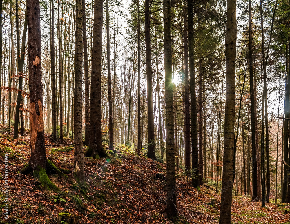 Obraz premium Landscapes - Forest - Europe, Romania, Suceava region