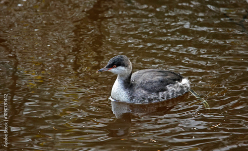 Slavonin grebe on a mill pond