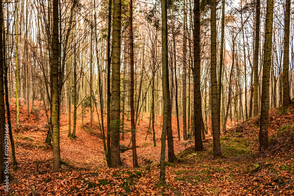 Obraz premium Landscapes - Forest - Europe, Romania, Suceava region