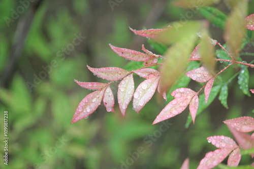 Image of water droplets on beautiful namcheon leaves blooming on the Daecheongcheon trail photo