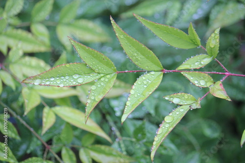 Image of water droplets on beautiful namcheon leaves blooming on the Daecheongcheon trail photo