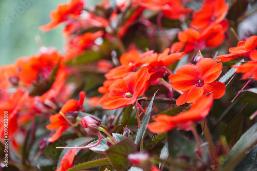 Rote Blumen im Sommer