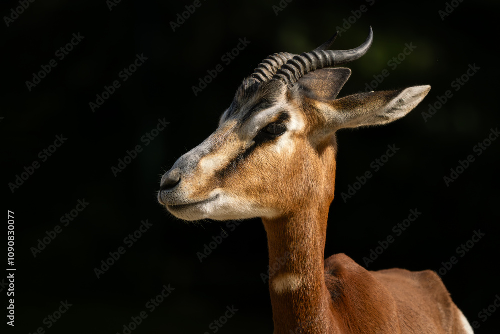 Obraz premium Dama gazelle - Nanger dama mhorr, portrait of beautiful critically endangered antelope from African Sahara desert and Sahel.