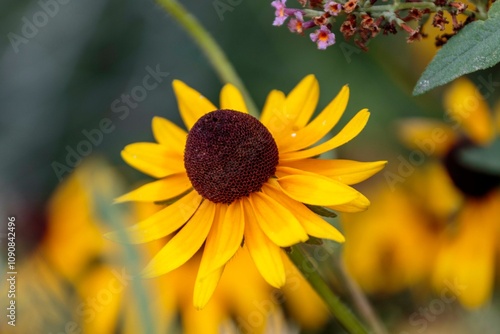 Black-eyed Susan bloom blooming in the back garden