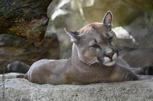 A mountain lion (puma) resting  on the rocks