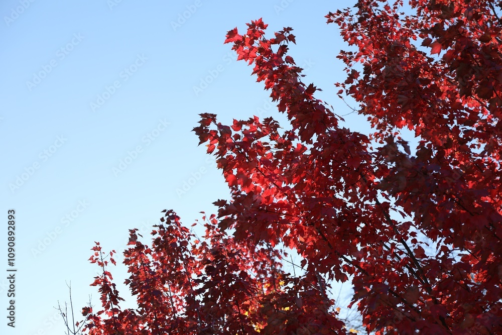 Beautiful tree with red leaves against blue sky, closeup. Space for text Beautiful tree with red leaves against blue sky, closeup. Space for text