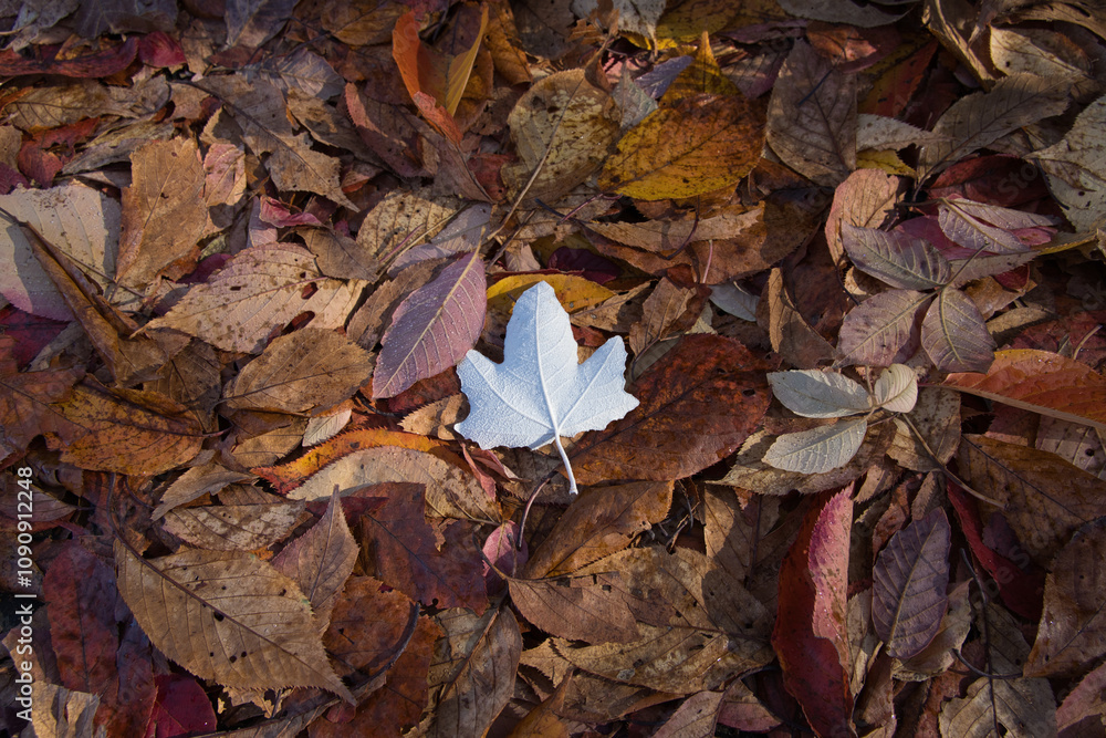 Fototapeta premium 札幌の平岡樹芸センターの真っ白なもみじの落ち葉
