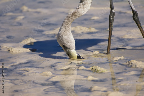 Foto Young Puna or James’s Flamingo (Phoenicoparrus jamesi), Phoenicopteridae family,
