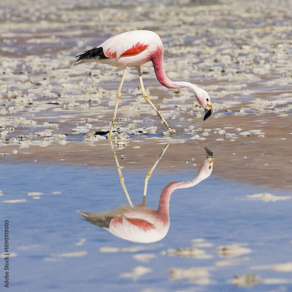 Φωτογραφία Andean Flamingo (Phoenicopterus andinus), Phoenicopteridae family, Laguna Hedion