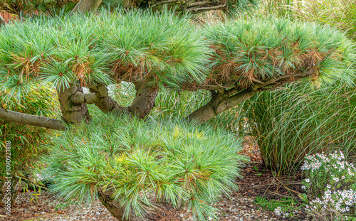 Japanische Schwarzkiefer (Pinus thunbergii) im Herbst, Bayern, Deutschland, Europa photo