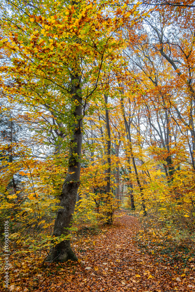 Φωτογραφία Trüber nebeliger Tag in einem Laubwald im Herbst, Bayern, Deutschland, Europa