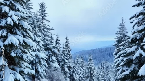 A winter forest with snow on the trees photo