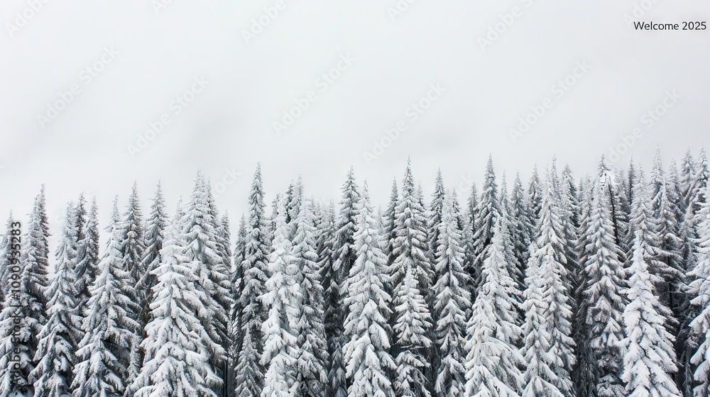 Fototapeta premium Snow-covered evergreen trees in a winter landscape.