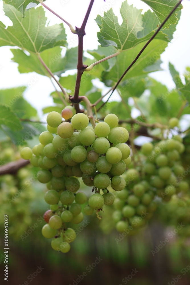 Grapes farming green grapes Grapes farming green grapes