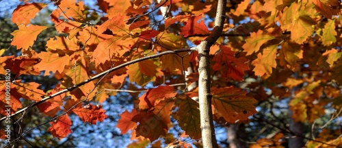 Autumn landscapes with trees and red leaves in the forest