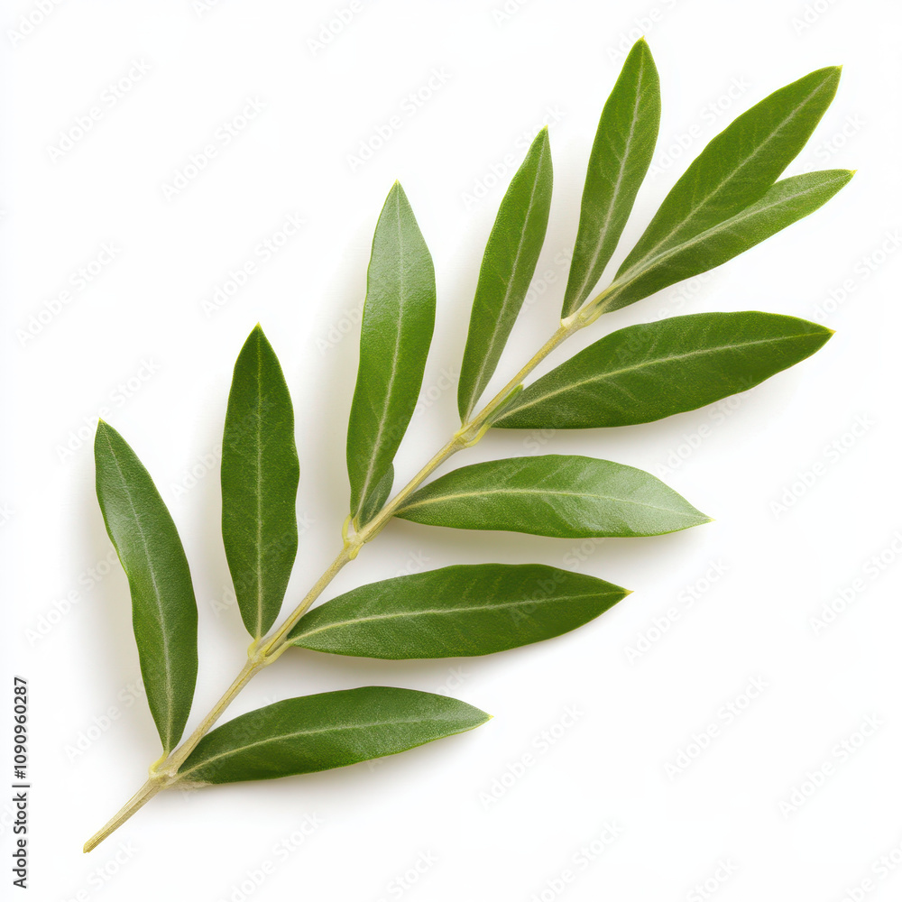 Obraz premium single olive branch with vibrant green leaves, symbolizing peace and harmony, elegantly displayed against clean background