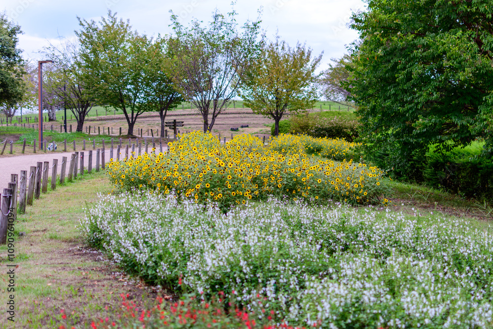 Fototapeta premium 公園のヒマワリと花壇の風景