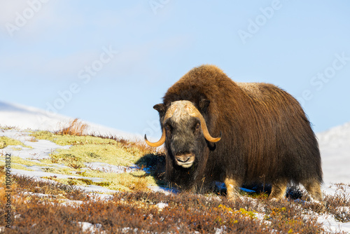 A Musk Ox in Dovrefjell National Park, Norway, surrounded by snow and vegetation, with its impressive horns. photo