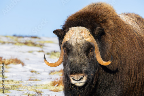 A Musk Ox in Dovrefjell National Park, Norway, surrounded by snow and vegetation, with its impressive horns. photo