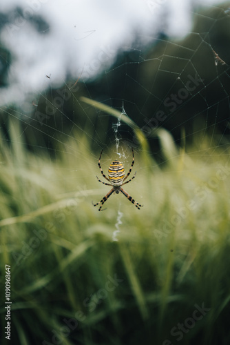 spider on web
