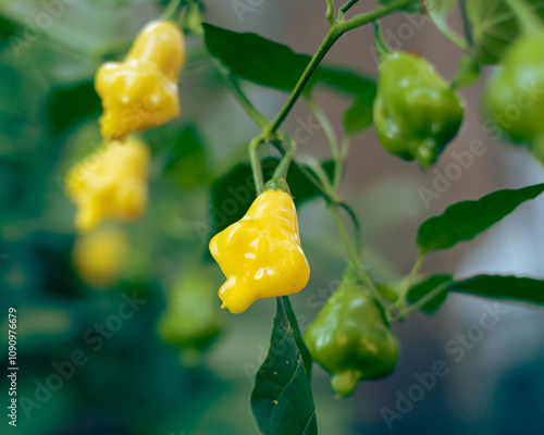 Abundant of bright yellow Aji Fantasy pepper on plant branch at backyard garden in Dallas, TX, translucent bonnet-shaped chili Capsicum baccatum developed in Finland, rounded top pinched middle photo