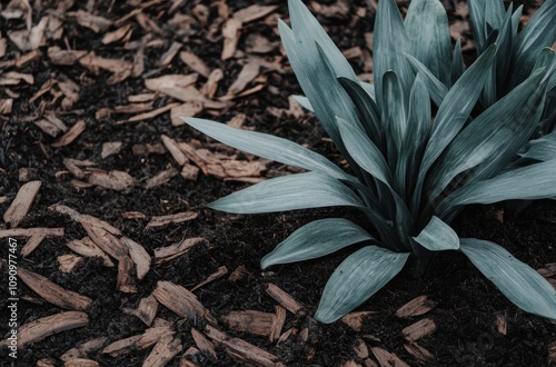 青い葉の植物が mulch と呼ばれる木のチップの間に生えている景色 photo