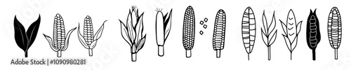 Corn plants. A vintage outline food sketch of a maize stalk field, with line-drawn leaves, in retro black and white farm agriculture style. Depicting ripe cobs, stalks with leaves, and flowers.