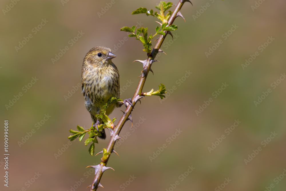 Obraz premium Eurasian Siskin