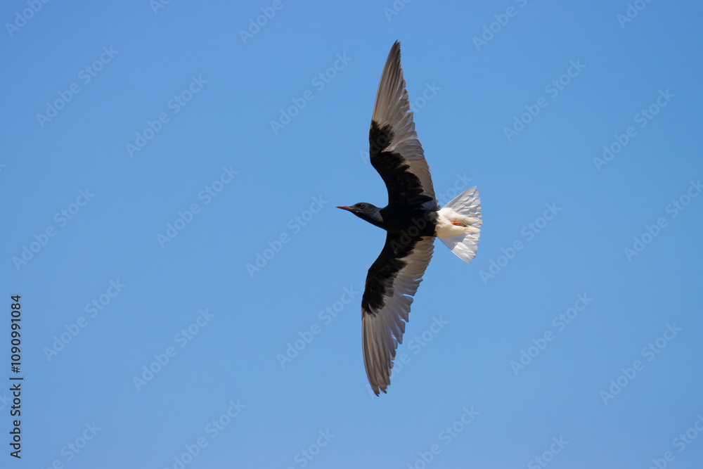 Fototapeta premium White-winged Tern