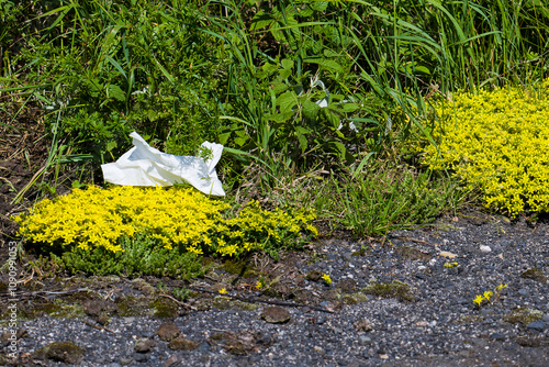 Scarfer Mauerpfeffer auf einem Sandmagerrasen mit weggeworfenen Papiertaschentuch	
 photo