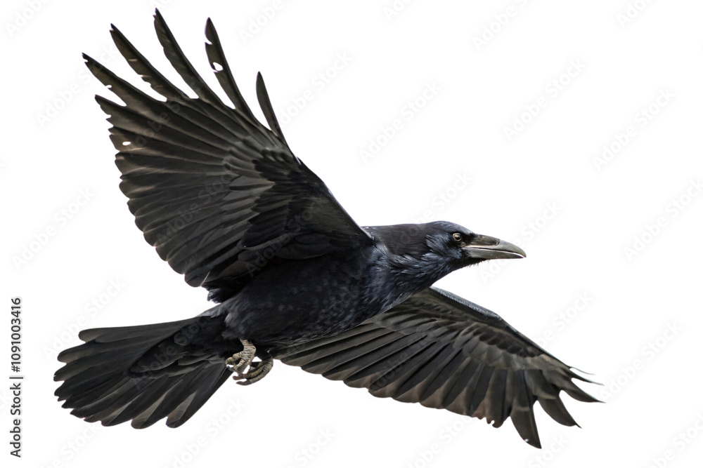 Obraz premium A raven in flight, with its wings fully extended, displaying intricate feather patterns and a focused, intense gaze, set against a transparent background
