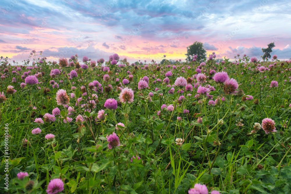 Fototapeta premium Summer meadow with clover. Pink and white flowers in the green grass. Medicinal plant