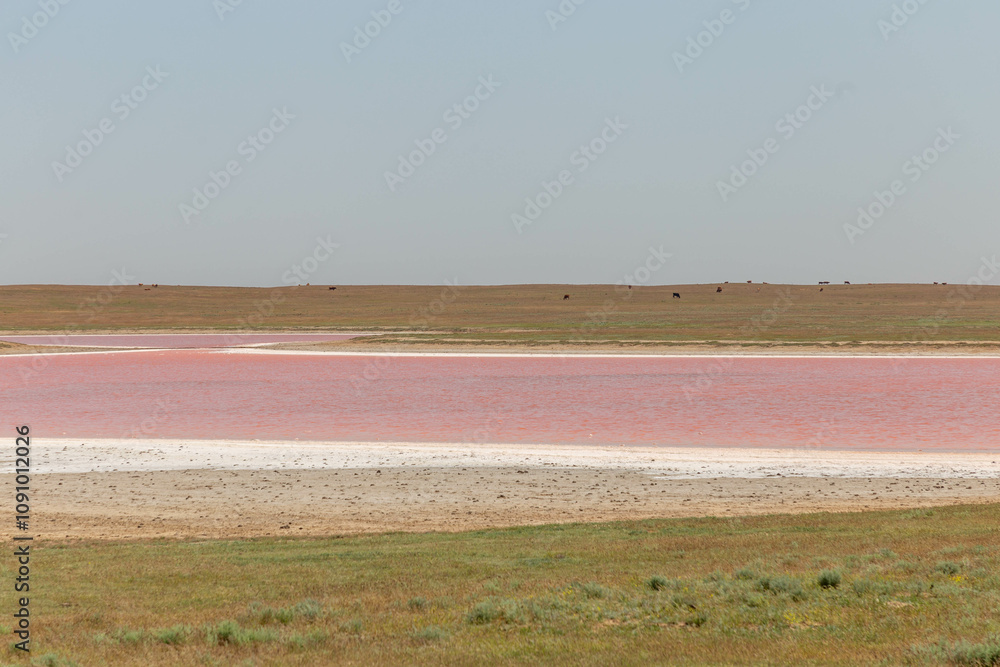 Fototapeta premium Mekletinskoe pink lake. Kalmykia Republic, Russia.