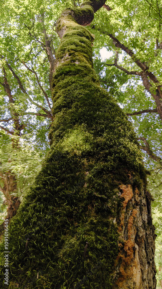 Fototapeta premium The tree trunk is covered in moss, an old tree, green trees.