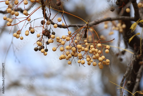 Berries and seeds of Melia azedarach commonly known as the chinaberry tree photo