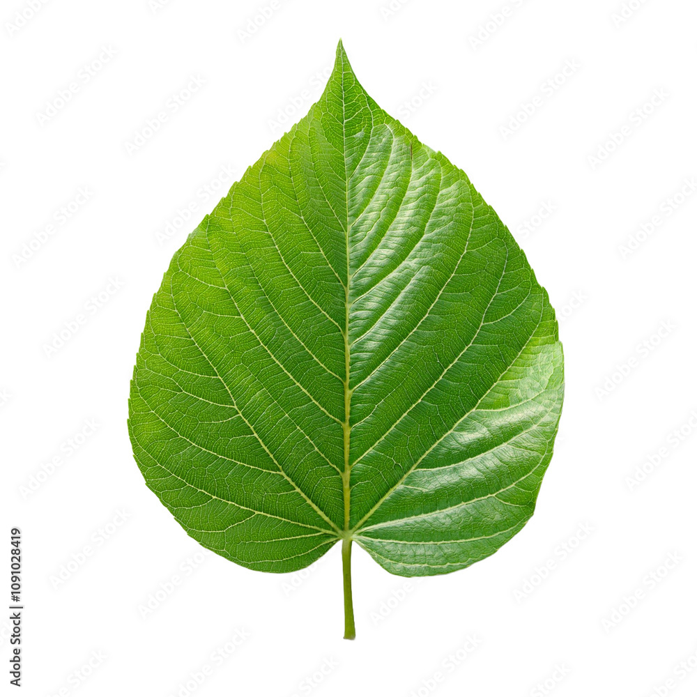 Obraz premium green leaf isolated on white