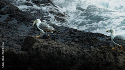 Seagull (Larus michahellis Naumann) on the coast of Tenerife, Spain, eating a fish in the wild.