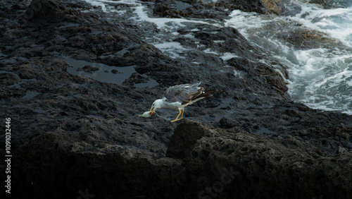 Seagull (Larus michahellis Naumann) on the coast of Tenerife, Spain, eating a fish in the wild.