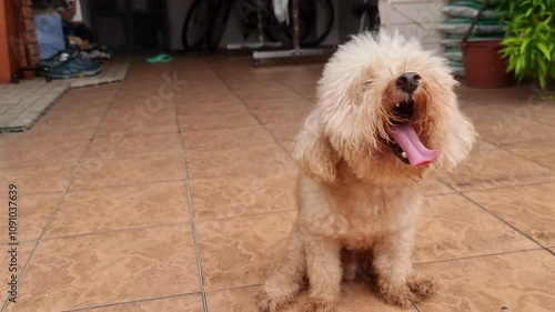 Close-up of poodle pet dog scooting butt on floor rough surface to relieve itch discomfort due to anal gland health problem.
